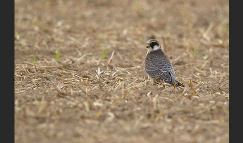 Rotfußfalke (Falco vespertinus)