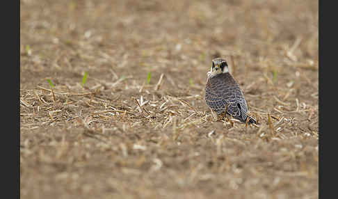 Rotfußfalke (Falco vespertinus)