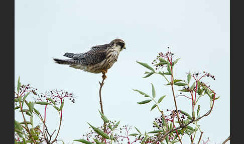 Rotfußfalke (Falco vespertinus)