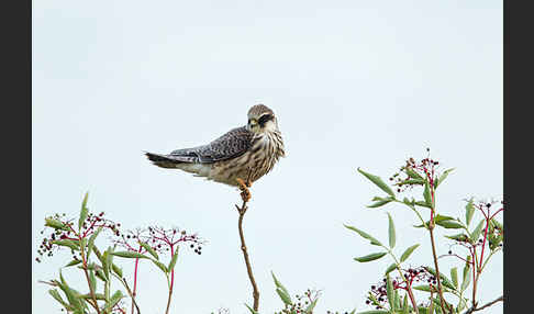 Rotfußfalke (Falco vespertinus)