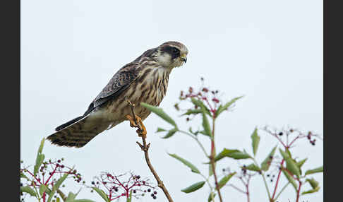 Rotfußfalke (Falco vespertinus)