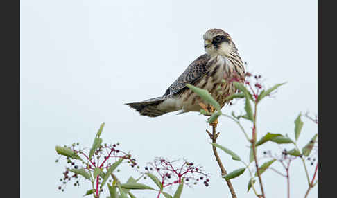 Rotfußfalke (Falco vespertinus)