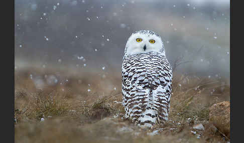 Schnee-Eule (Bubo scandiacus)