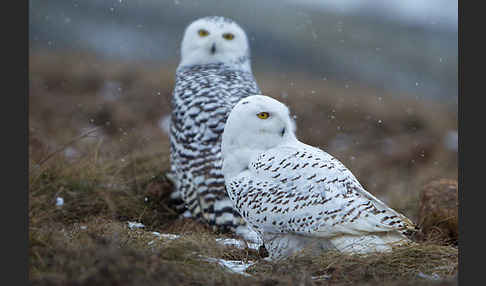 Schnee-Eule (Bubo scandiacus)