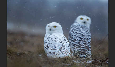 Schnee-Eule (Bubo scandiacus)