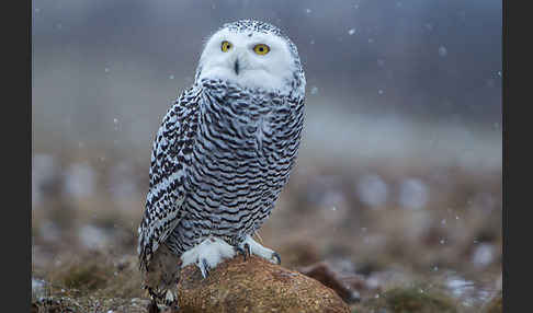 Schnee-Eule (Bubo scandiacus)