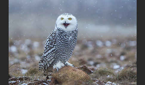 Schnee-Eule (Bubo scandiacus)