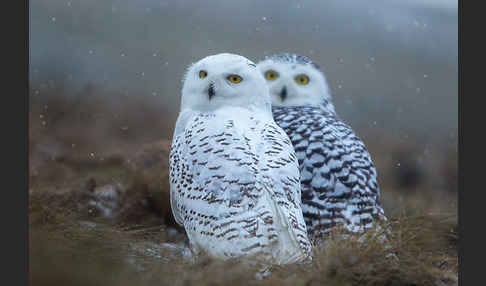 Schnee-Eule (Bubo scandiacus)