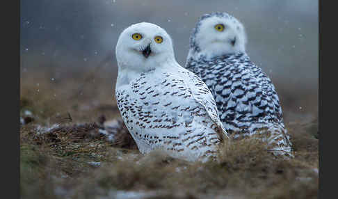 Schnee-Eule (Bubo scandiacus)