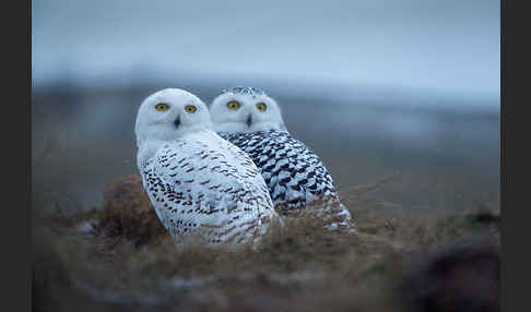 Schnee-Eule (Bubo scandiacus)