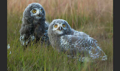 Schnee-Eule (Bubo scandiacus)