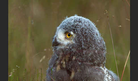 Schnee-Eule (Bubo scandiacus)