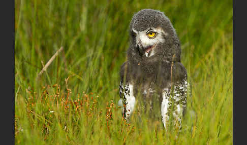 Schnee-Eule (Bubo scandiacus)