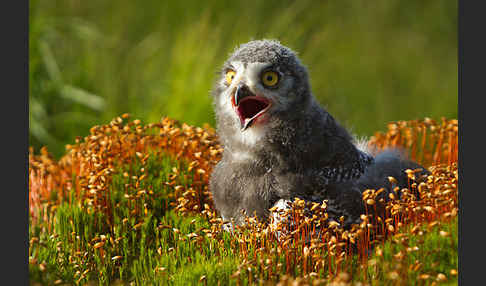 Schnee-Eule (Bubo scandiacus)