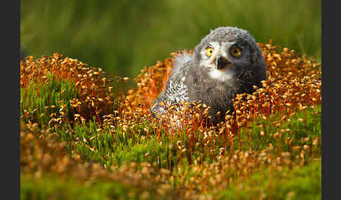 Schnee-Eule (Bubo scandiacus)