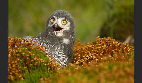 Schnee-Eule (Bubo scandiacus)