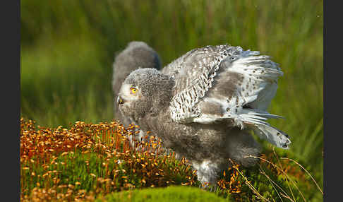 Schnee-Eule (Bubo scandiacus)