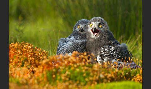 Schnee-Eule (Bubo scandiacus)