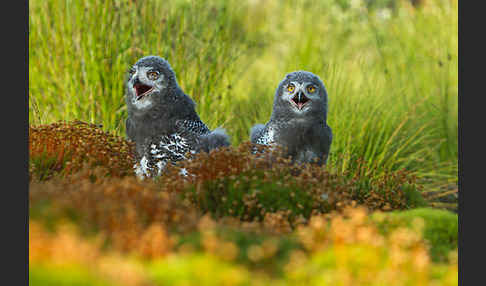 Schnee-Eule (Bubo scandiacus)