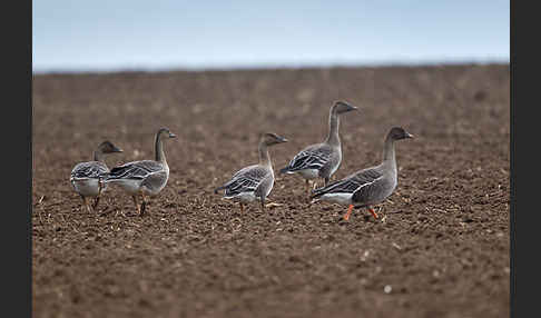 Tundrasaatgans (Anser fabalis rossicus)