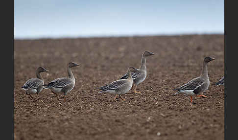 Tundrasaatgans (Anser fabalis rossicus)