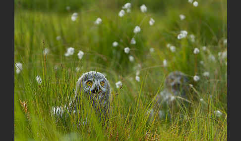 Schnee-Eule (Bubo scandiacus)