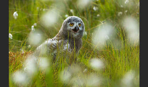 Schnee-Eule (Bubo scandiacus)