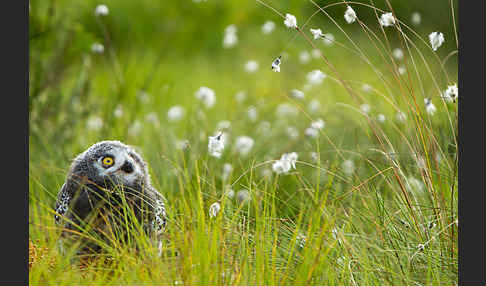 Schnee-Eule (Bubo scandiacus)