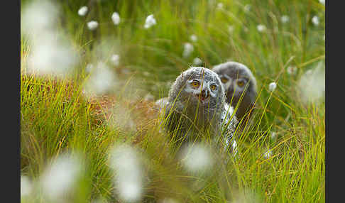 Schnee-Eule (Bubo scandiacus)