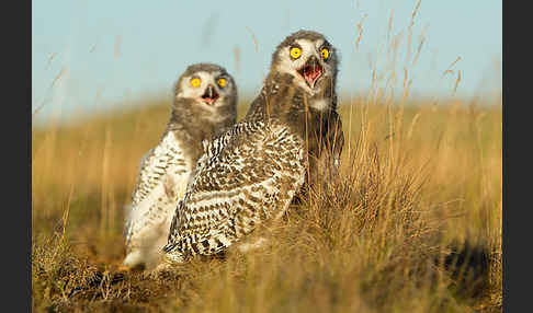 Schnee-Eule (Bubo scandiacus)