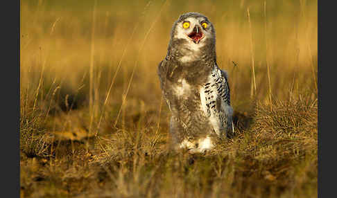 Schnee-Eule (Bubo scandiacus)