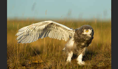 Schnee-Eule (Bubo scandiacus)