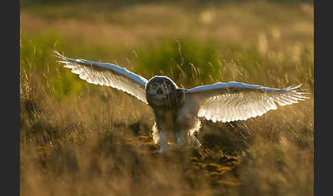 Schnee-Eule (Bubo scandiacus)