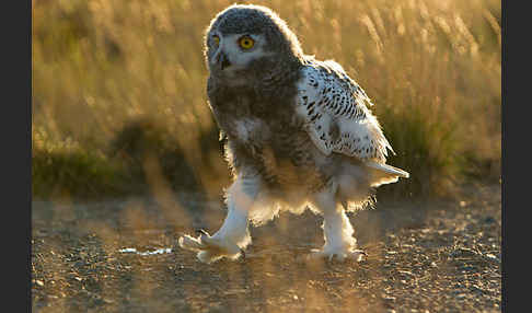 Schnee-Eule (Bubo scandiacus)