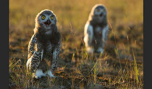 Schnee-Eule (Bubo scandiacus)