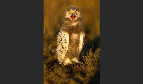 Schnee-Eule (Bubo scandiacus)