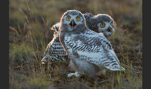 Schnee-Eule (Bubo scandiacus)