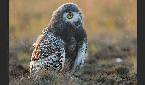 Schnee-Eule (Bubo scandiacus)