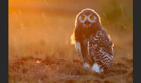 Schnee-Eule (Bubo scandiacus)