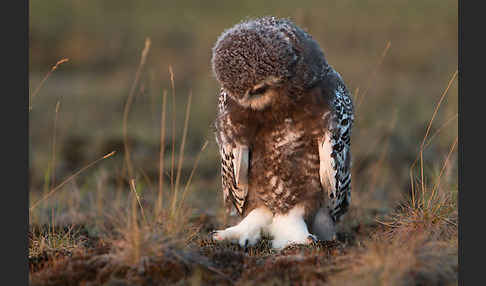 Schnee-Eule (Bubo scandiacus)