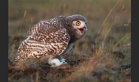 Schnee-Eule (Bubo scandiacus)