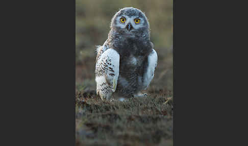 Schnee-Eule (Bubo scandiacus)