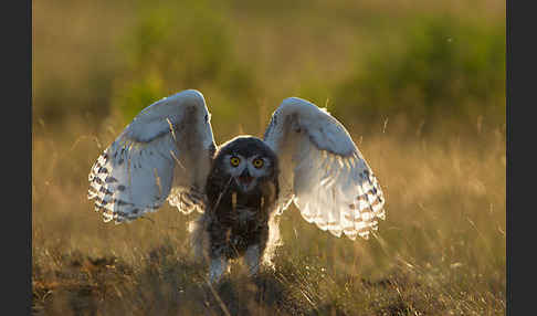 Schnee-Eule (Bubo scandiacus)