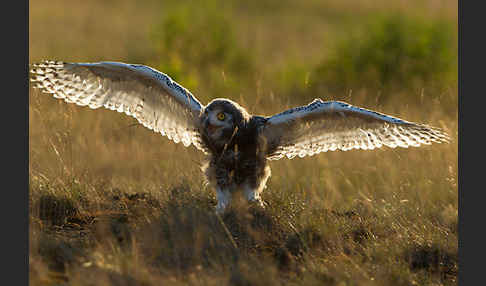 Schnee-Eule (Bubo scandiacus)