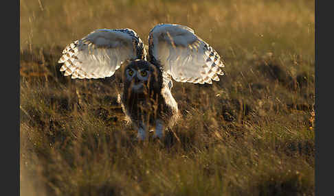 Schnee-Eule (Bubo scandiacus)