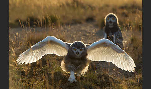 Schnee-Eule (Bubo scandiacus)