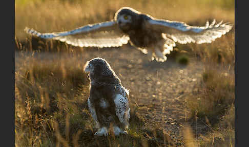 Schnee-Eule (Bubo scandiacus)