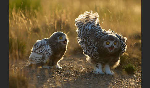 Schnee-Eule (Bubo scandiacus)