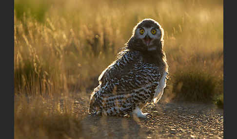 Schnee-Eule (Bubo scandiacus)