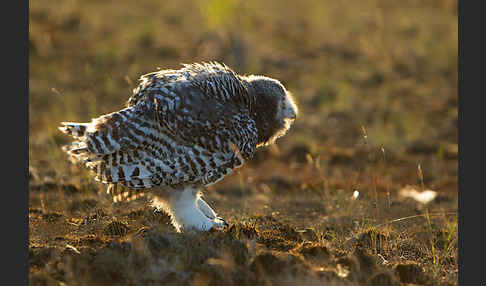 Schnee-Eule (Bubo scandiacus)